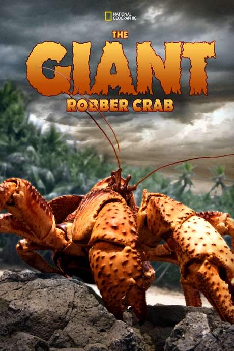 The Giant Robber Crab